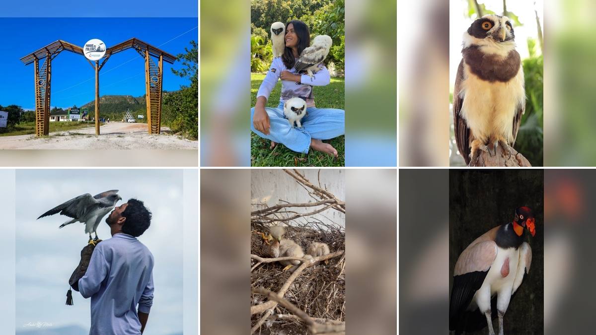 Parque dos Falcões, em Itabaiana (SE): portal de entrada, corujas, gaviões e urubu-rei, a 21 minutos da Chácara da Serra